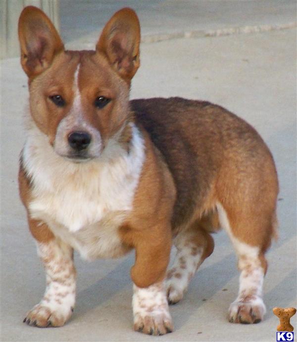 Cowboy Corgi  - Lookout Farm